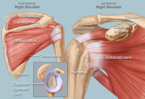 What Is Shoulder Calcific Tendonitis Orthopedics Dr Roger Chams What Is Shoulder Calcific Tendonitis Orthopedics Dr Roger Chams